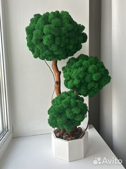 Декоративное дерево, ягель, подарок