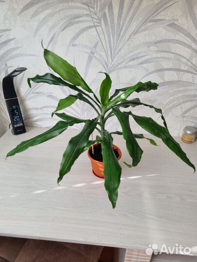 Пальма драцена