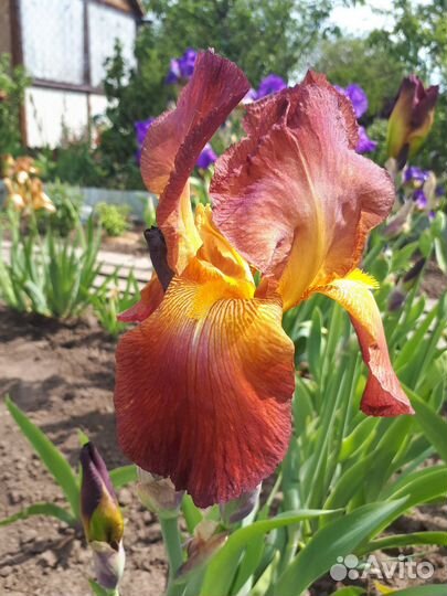 Ирис бородатый