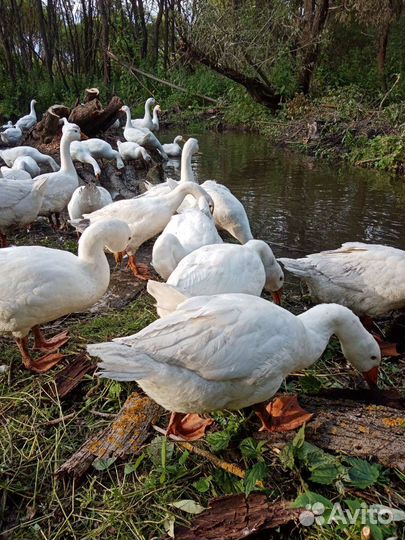 Домашние гуси живьем, и мясом