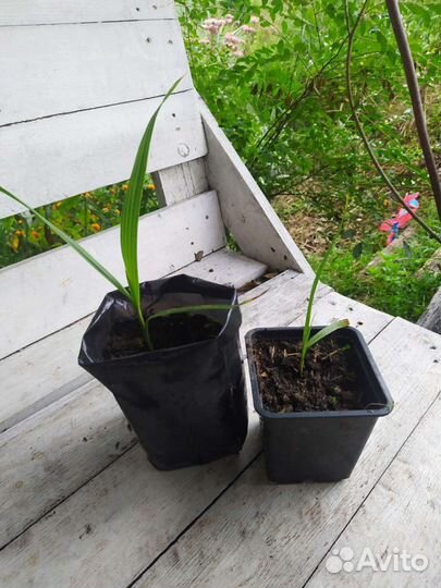 Вашингтония Семена опт