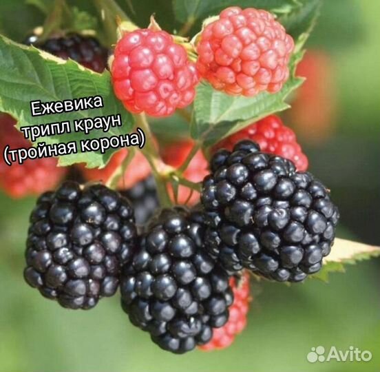 Саженцы ежевики