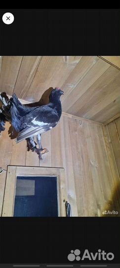 Лесные птицы/чучела