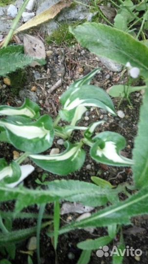 Хосты и гейхера