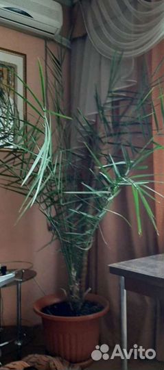 Пальма финиковая 1.8 метра