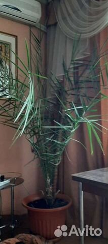 Пальма финиковая 1.8 метра