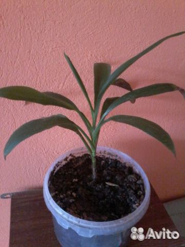 Каланхоэ, и др цветы