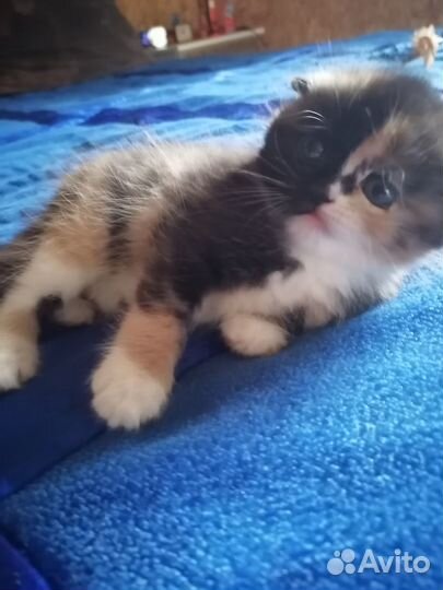 Самые красивые котята