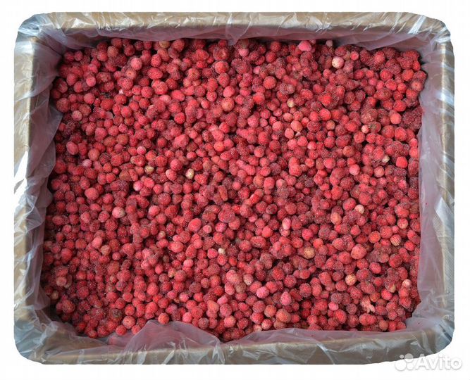 Земляника лесная экстра (10 кг коробка)