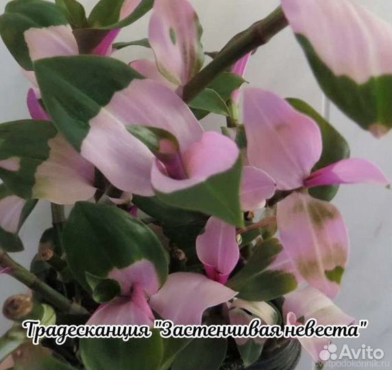 Традесканция