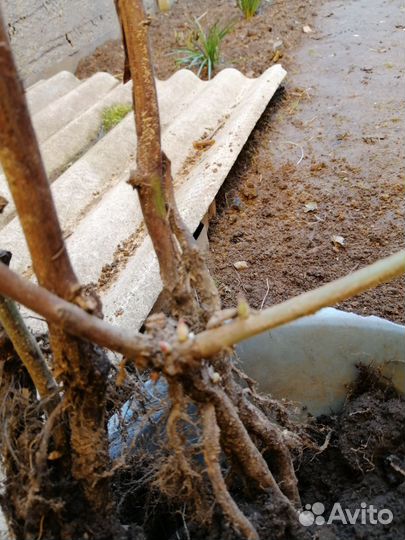 Ежевика чёрная бесшипая саженцы 2х лет