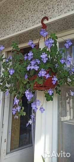 Стрептокарпелла