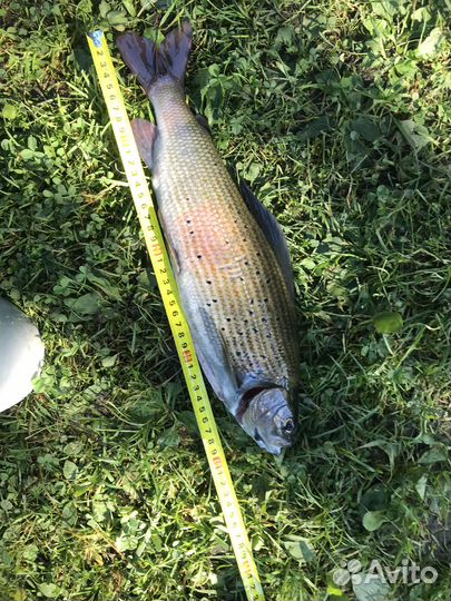 Мушки на хариуса