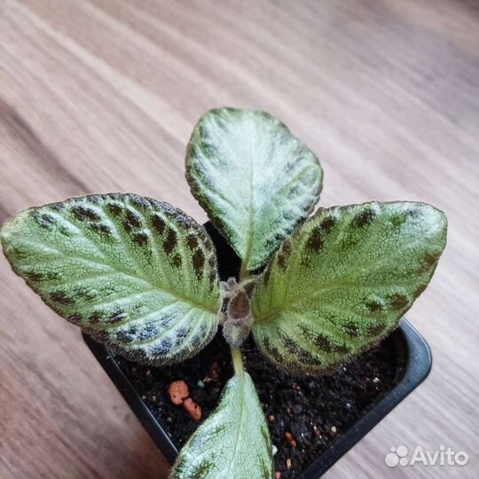 Эписции 3 вида