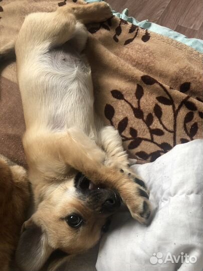 Собаки бесплатно