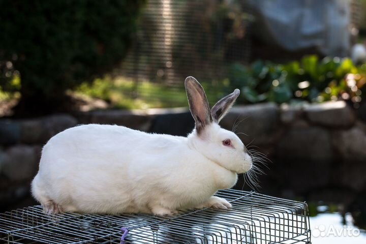 Кролики мясных пород