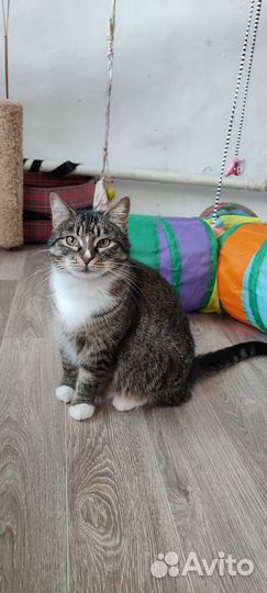 Кошечка Мася