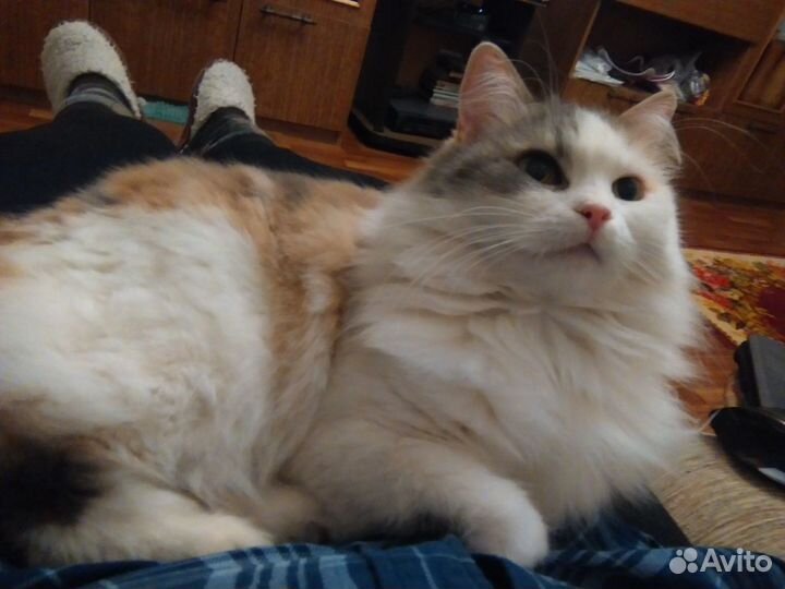 Домашняя передержка животных