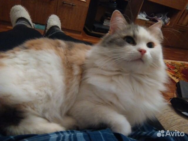 Домашняя передержка животных