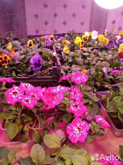 Рассада петунии