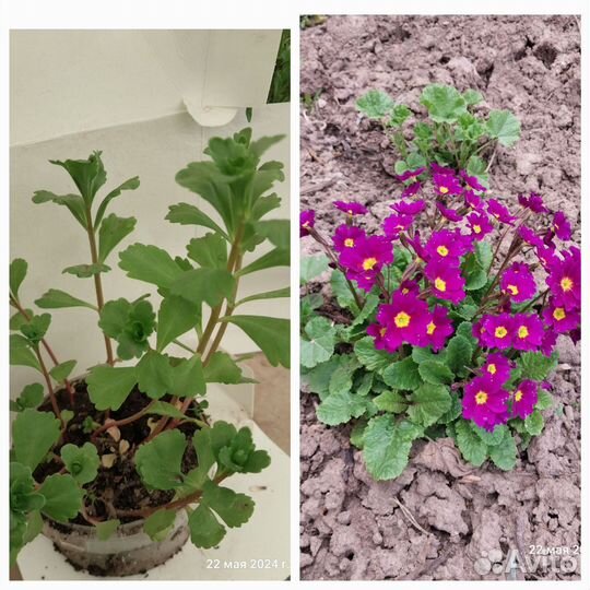 Хризантемы,хосты,примула,лобелии,очиток