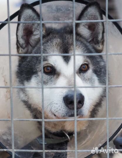 Метис маламута Сармат в поисках дома