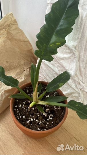 Филодендрон