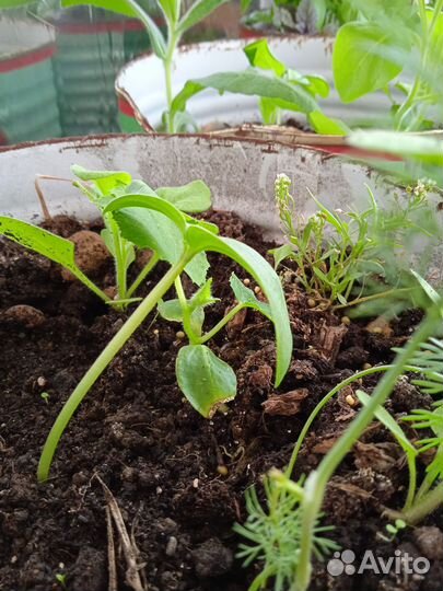 Рассада длинного огурца Китайский Дракон