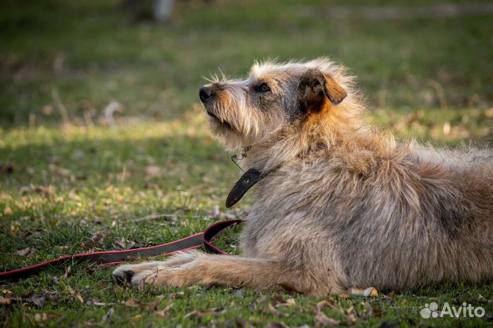 Собака в добрые руки