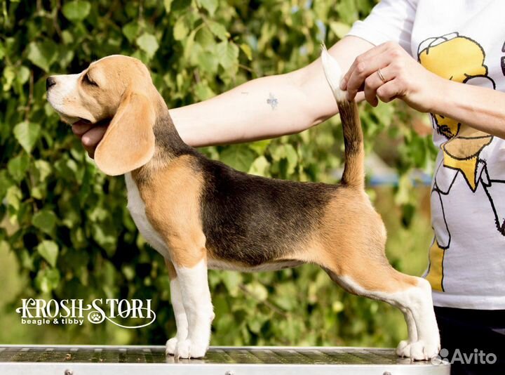 Щенки бигля