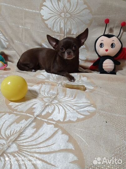 Взрослая девочка