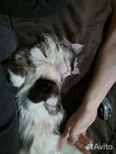 Кошка ищет кота на вязку