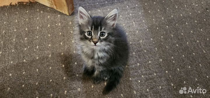 Котята в дар