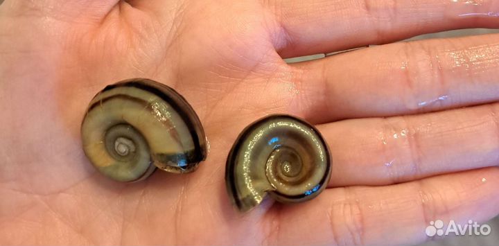 Улитки аквариумные