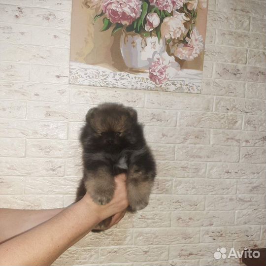 Померанский шпиц