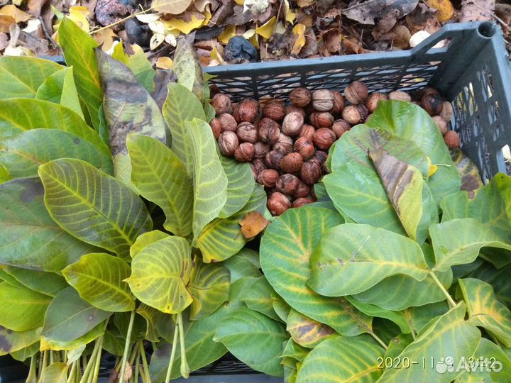 Саженцы грецкого ореха, черешни и алычи