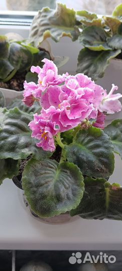 Сортовые фиалки