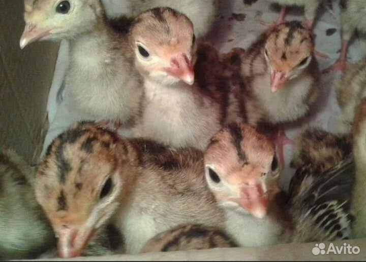 Индюшки.Ия куриные