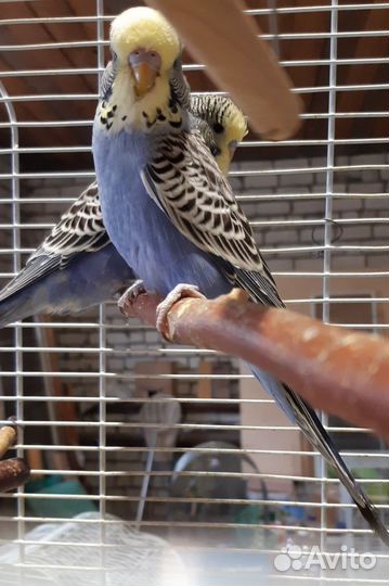 Попугаи Чехи,кареллы,неразлучник