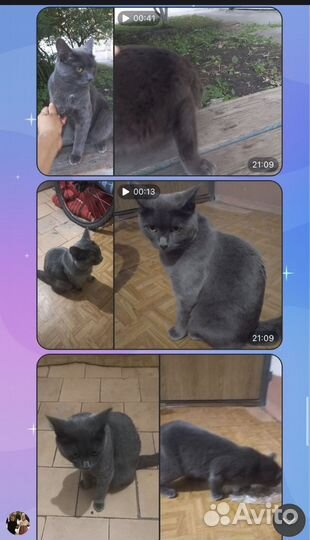 Кошечка в добрые руки