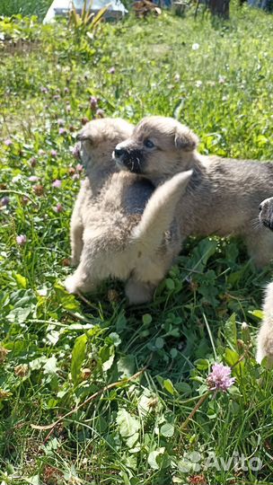 Отдам бесплатно