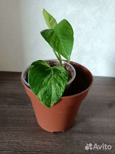 Сциндапсус эпипремнум Марбл Квин