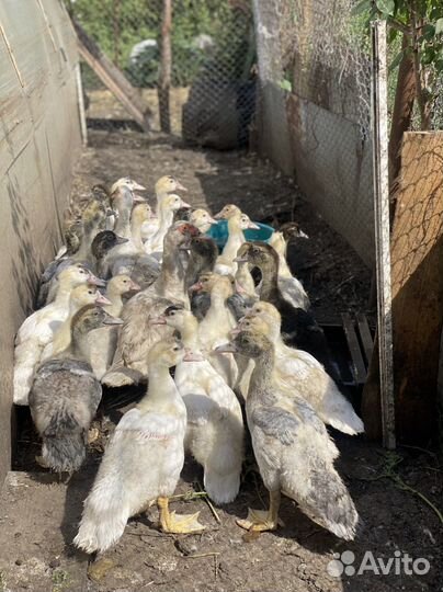 Мускусные утята индоутки двухмесячные