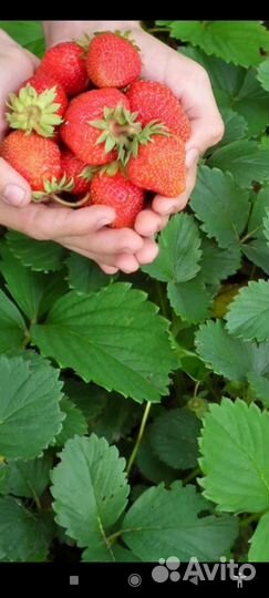 Рассада клубники в стаканчиках