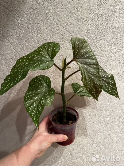 Бегония Коралловая