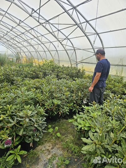 Саженцы рододендрона