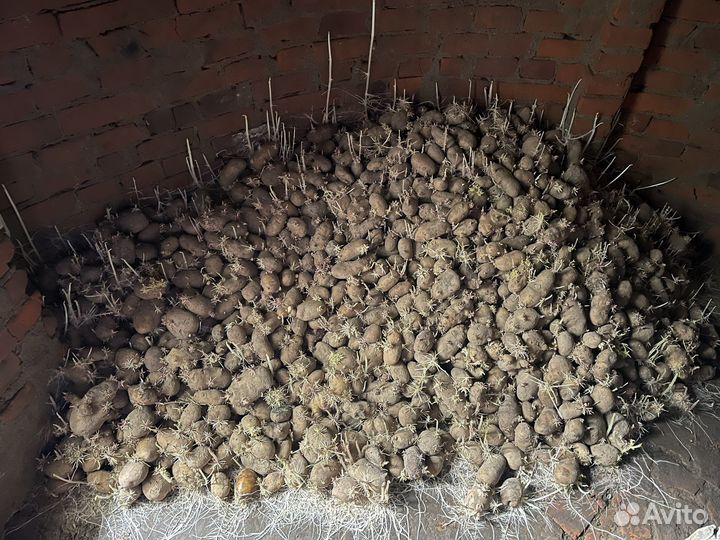 Картошка бесплатно