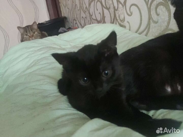 Отдам котят