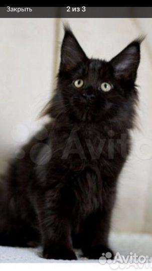 Детки мейнкунов