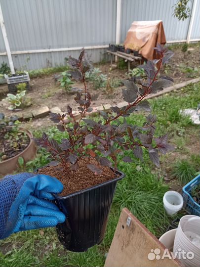 Пузыреплодник калинолистный 